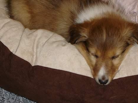 Shetland sheepdog Simba billede 10