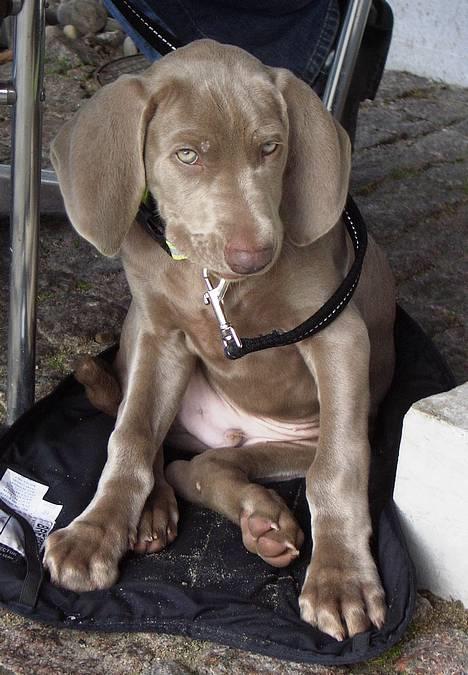 Weimaraner Hot Shoot's Gambler billede 2