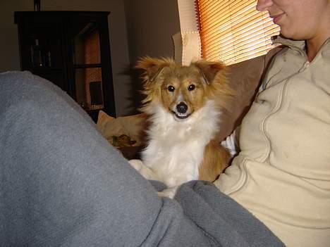 Shetland sheepdog Simba billede 11