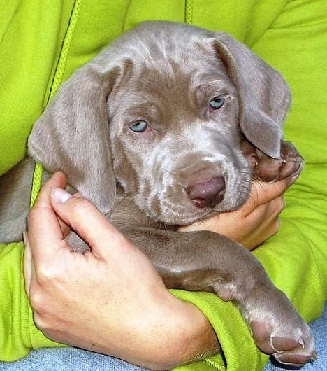 Weimaraner Hot Shoot's Gambler billede 3