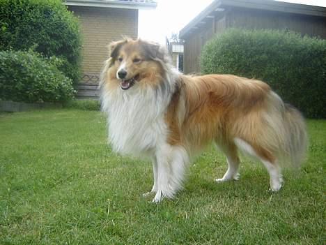 Shetland sheepdog Simba billede 12
