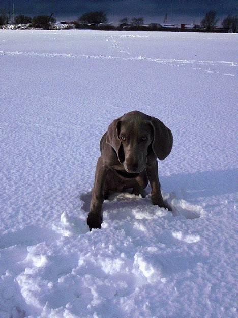 Weimaraner Hot Shoot's Gambler billede 4