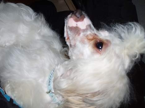 Chinese crested powder puff Angel #RIP 10# billede 7