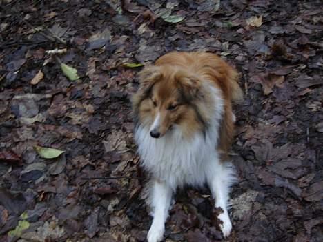 Shetland sheepdog Simba billede 13