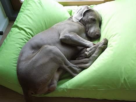 Weimaraner Hot Shoot's Gambler billede 5