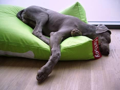 Weimaraner Hot Shoot's Gambler billede 6