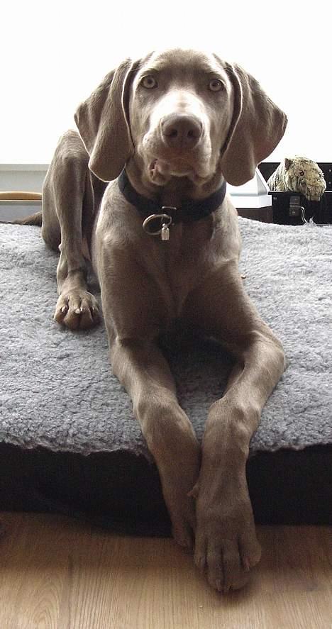 Weimaraner Hot Shoot's Gambler billede 7