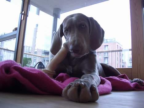 Weimaraner Hot Shoot's Gambler billede 8