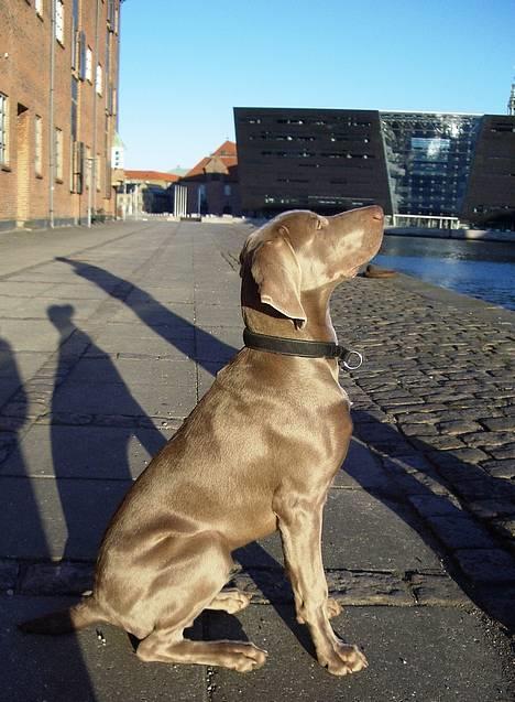 Weimaraner Hot Shoot's Gambler billede 9