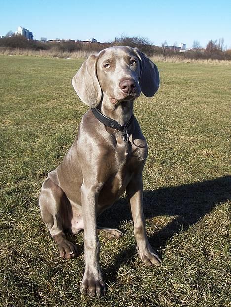Weimaraner Hot Shoot's Gambler billede 10