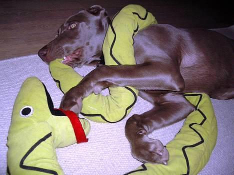 Weimaraner Hot Shoot's Gambler billede 11