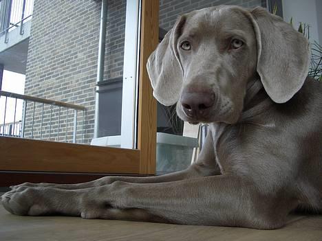 Weimaraner Hot Shoot's Gambler billede 12