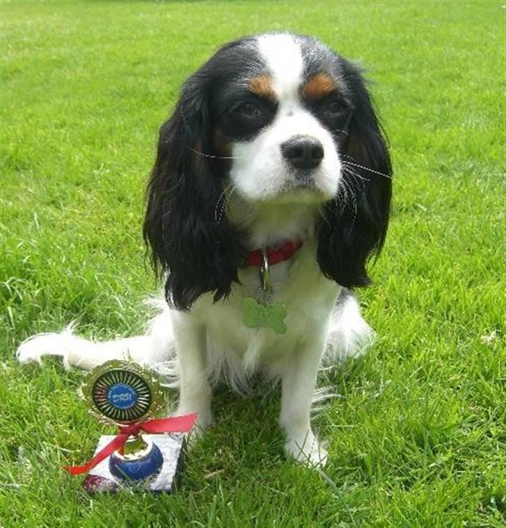 Cavalier king charles spaniel Freja ( RIP) - Frejas første hundeudstilling i  DRU i Nyborg, hun er 12 måneder gammel. billede 1
