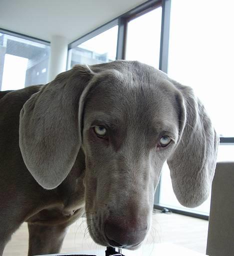 Weimaraner Hot Shoot's Gambler billede 13