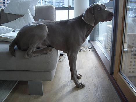 Weimaraner Hot Shoot's Gambler billede 14