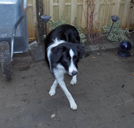 Border collie Charlie - Far...Far...er jeg go nu ?????????? billede 1