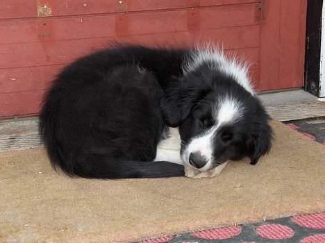 Border collie Charlie - Jeg holder lige siesta ! billede 2