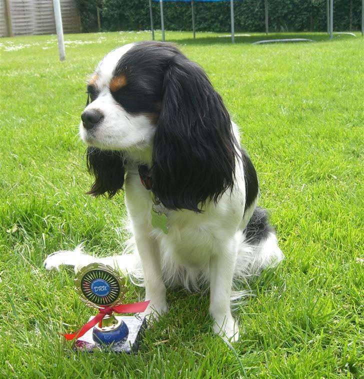 Cavalier king charles spaniel Freja ( RIP) billede 2