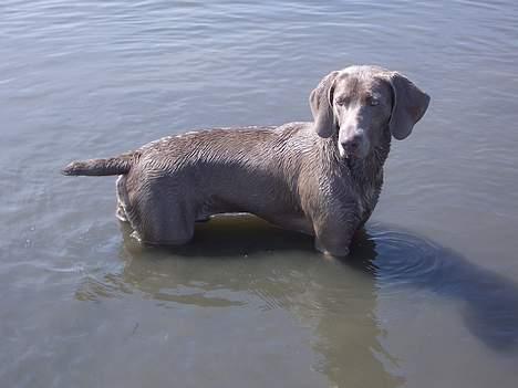 Weimaraner Hot Shoot's Gambler billede 15