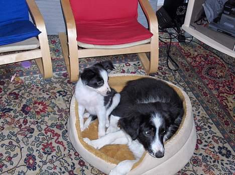 Border collie Charlie - Hvem sagde vi ikke kunne lige her sammen ? billede 3