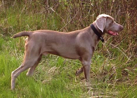 Weimaraner Hot Shoot's Gambler billede 16