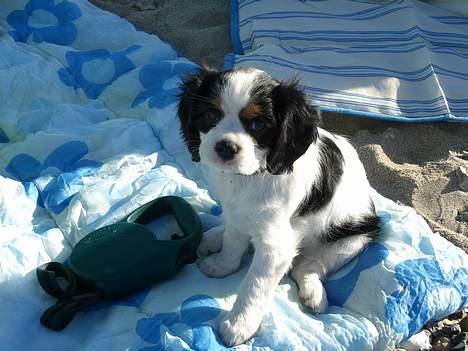 Cavalier king charles spaniel Freja ( RIP) billede 3