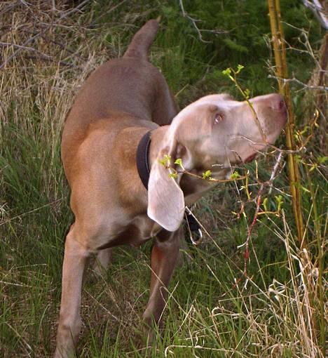 Weimaraner Hot Shoot's Gambler billede 17