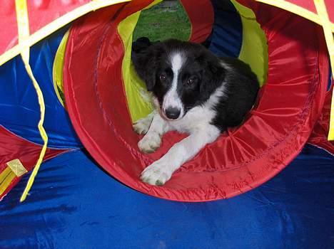 Border collie Charlie - Bare 5 min. til, så skal jeg nok komme. billede 4