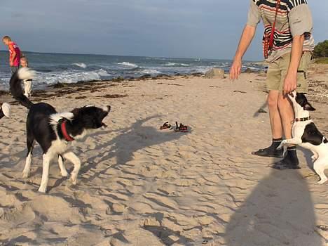 Border collie Charlie - Jeg kan også se farlig ud. billede 5