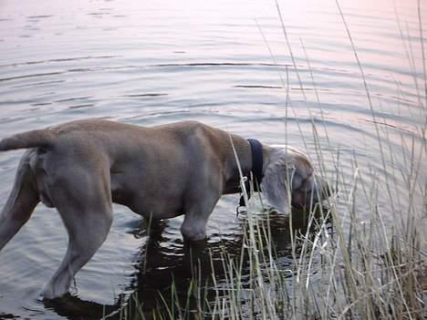 Weimaraner Hot Shoot's Gambler billede 18