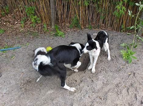 Border collie Charlie - Der skulle vist nok være gravet en pose "guffer" ned her ! billede 6