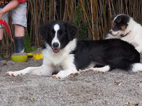 Border collie Charlie - Kald mig bare "smukke Charlie". billede 7