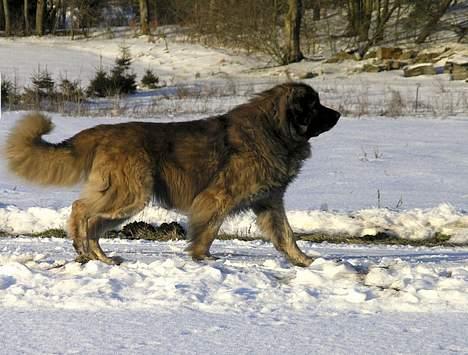 Leonberger Leodania's Amadeus - Amadeus i sneen i Januar 2006 billede 1