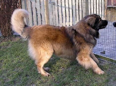 Leonberger Leodania's Amadeus - Amadeus danser kærlighedsdans for Blue, der er i løbetid billede 2