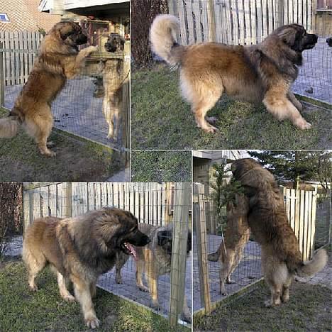 Leonberger Leodania's Amadeus - Amadeus danser og gør sig til. Meeen .... Blue kan desværre ikke lege for tiden. billede 3