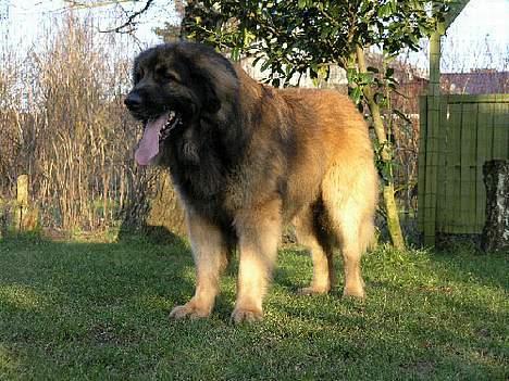 Leonberger Leodania's Amadeus - Hans flotte farve skifter nuance i solen. billede 4