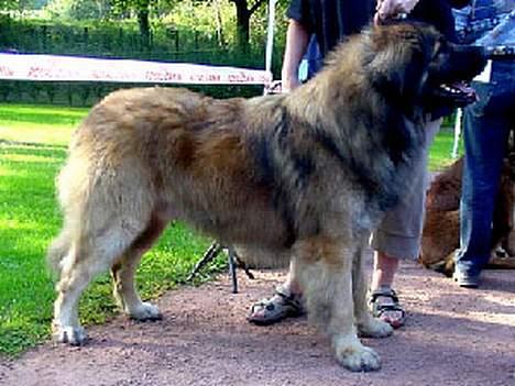 Leonberger Leodania's Amadeus - Amadeus i Cluny, da han lige var blevet BIR - Bedst i Racen. 2004 billede 5