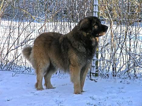 Leonberger Leodania's Amadeus - Amadeus spejder efter en dejlig tæve, der er på vej til parring. Hvornår kommer hun mon? .... billede 6