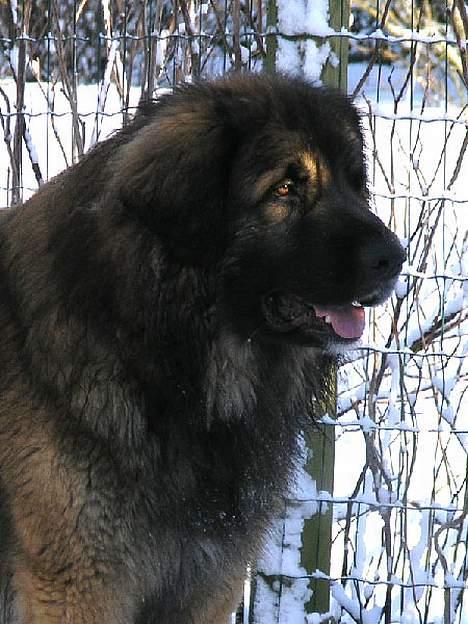 Leonberger Leodania's Amadeus - Hovedet :-)))) billede 7