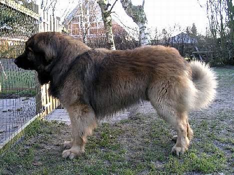 Leonberger Leodania's Amadeus - Amadeus set fra siden. 2004 billede 8