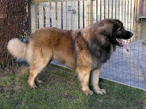 Leonberger Leodania's Amadeus billede 9
