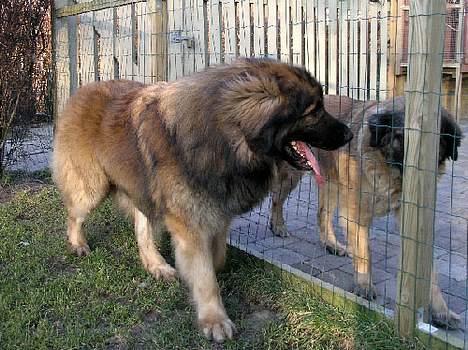 Leonberger Leodania's Amadeus billede 10