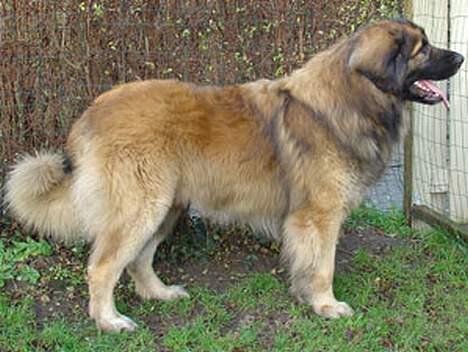 Leonberger Leodania's Amadeus - Amadeus december 2005 billede 11
