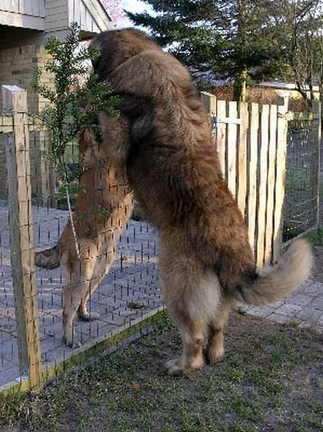 Leonberger Leodania's Amadeus - Hey .... kommer du ud og leger idag?? billede 12