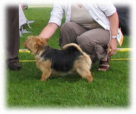 Norwich terrier Ru'cairn's Elâmâ On Lady  - Brøndby 2006 BIM Årets Norwich 2 Årets bedste Norwich Tæve billede 10