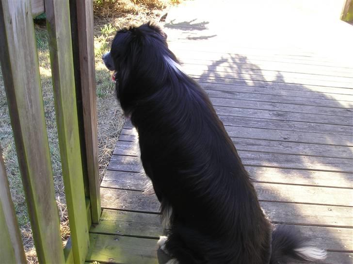 Border collie Freddy - så er jeg med på ferie.....og naboens drenge spille fodbold og jeg må ikke gå derind.......øvvv billede 14