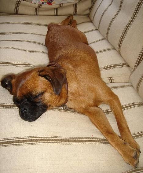 Blanding af racer (Griffon) Bella *6år* - Zzzzzzz zzzzzZ billede 15