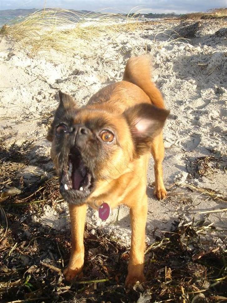 Blanding af racer (Griffon) Bella *6år* - Man må godt være grim nogle gange... hehe billede 16