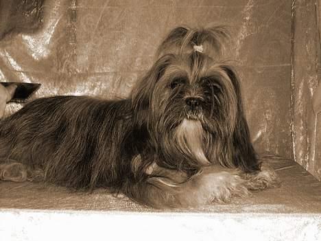 Lhasa apso  LAUNA  billede 6