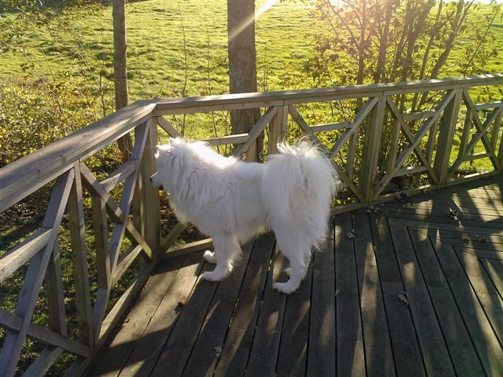 Samojedhund Snemark's Mr. Hot Stuff billede 1